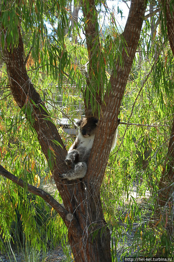 Пещеры и коалы в Национальном парке Янчеп Янчеп, Австралия