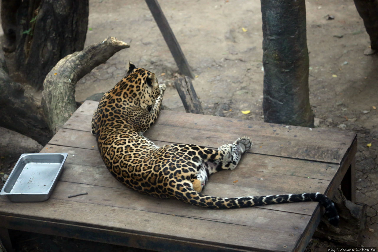 Зоопарк Бангока Дусит. Первая часть Бангкок, Таиланд