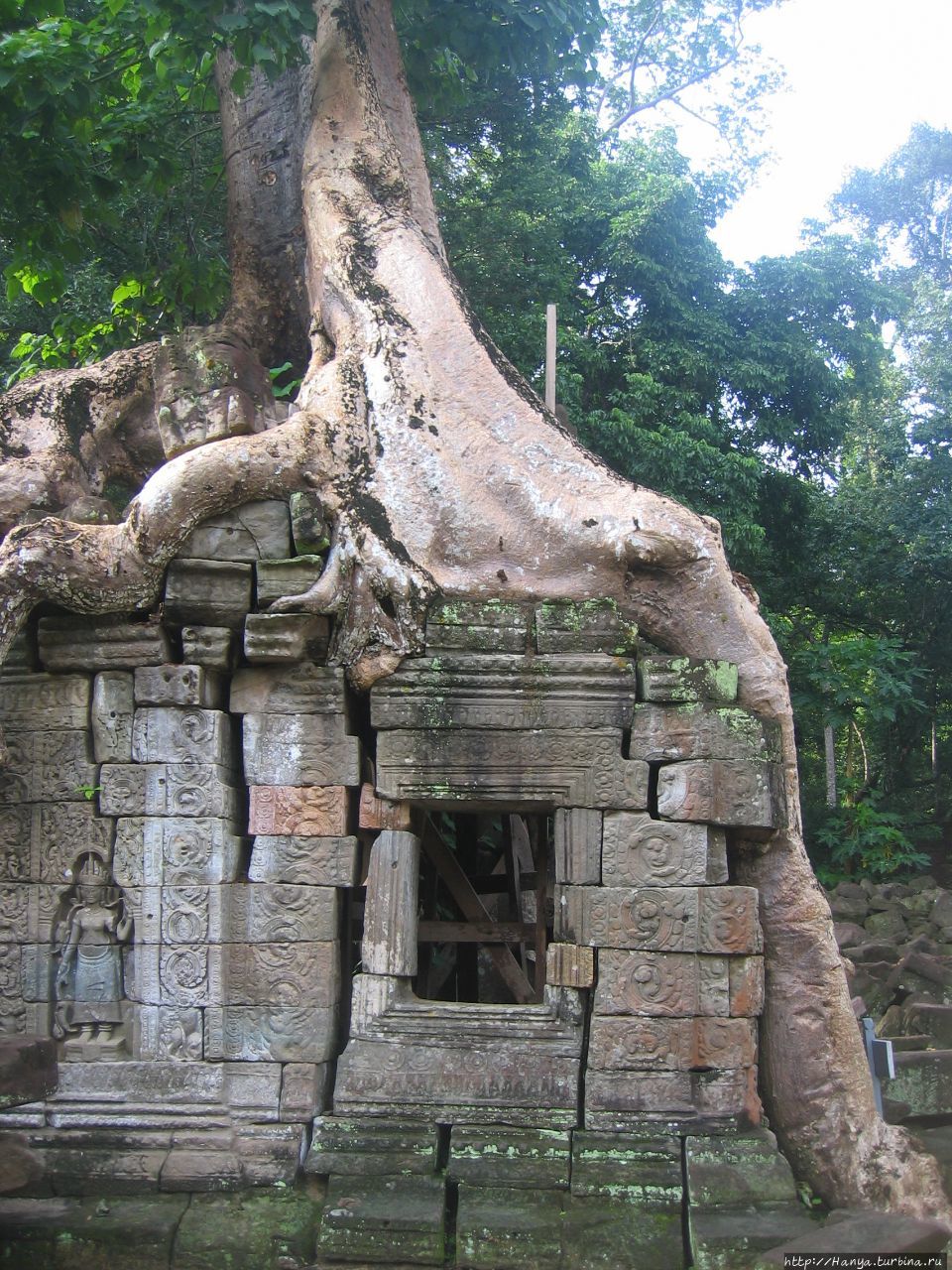 Деревья-опоры в храмовом комплексе Пре-Кхан