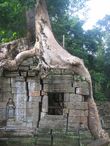 Деревья-опоры в храмовом комплексе Пре-Кхан