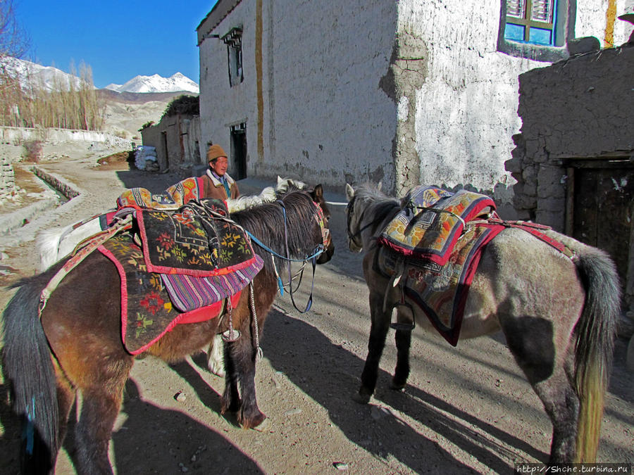 еще пара лошадей рядом стоял уже наеденые и запряженные Чосер, Непал