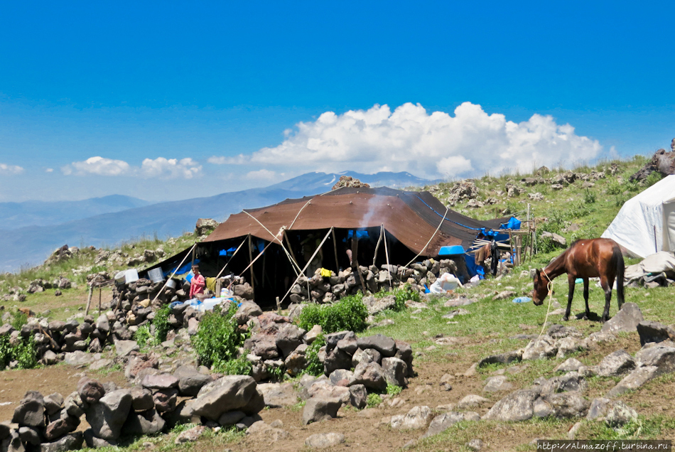 Современные кочевники-курды на склонах Арарата