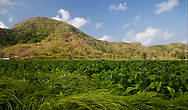 Южный Ломбок. Табачные плантации неподалеку от Мави