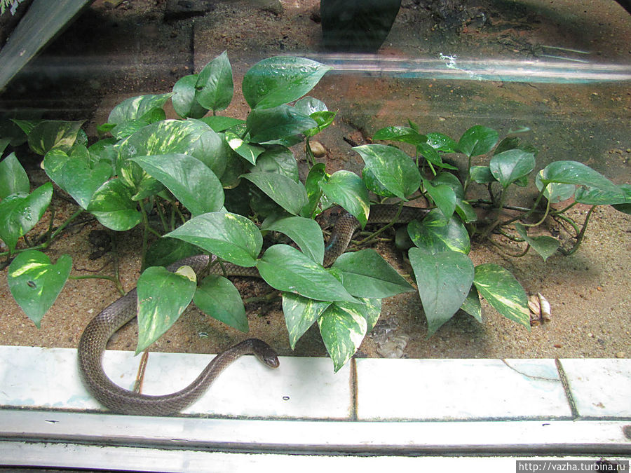 Зоопарк Гуанджоу.Продолжение знакомства. Гуанчжоу, Китай