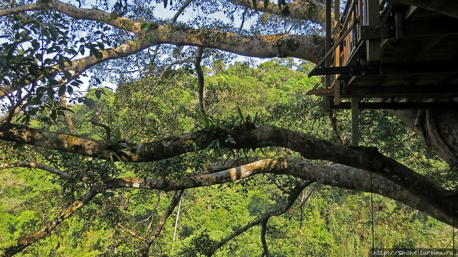 Страна Гиббония. Домики на деревьях Нам Кан Национальный Парк, Лаос