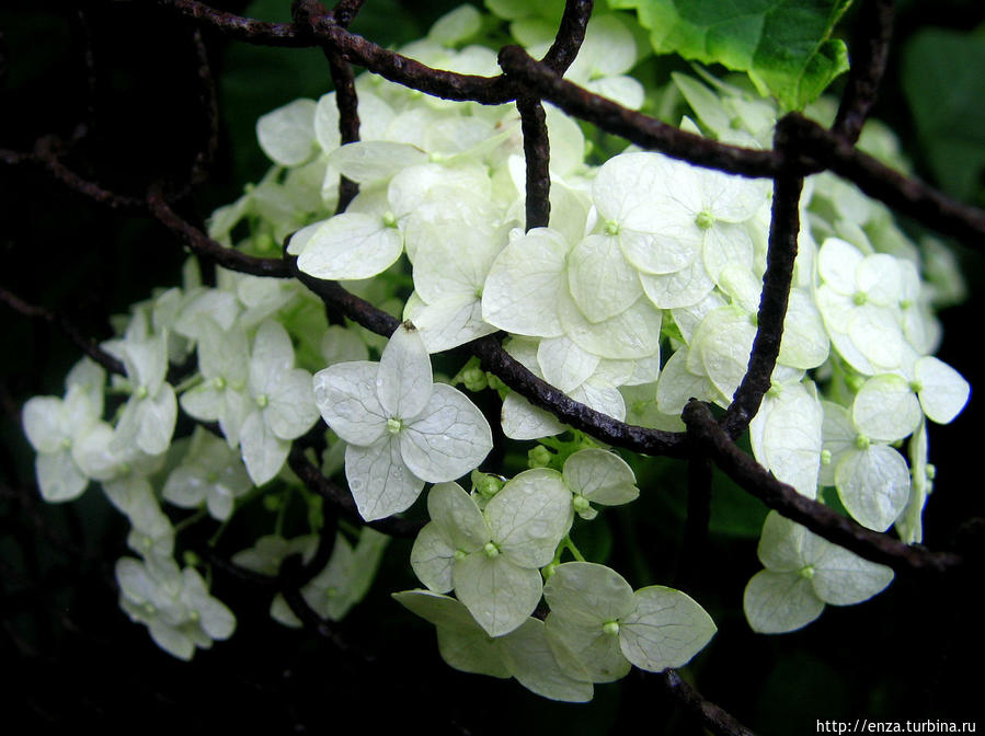 Дачная феерия