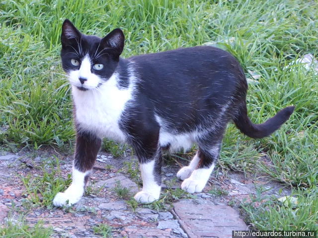 Мурчащие коты, яркие и не очень))) Санкт-Петербург, Россия