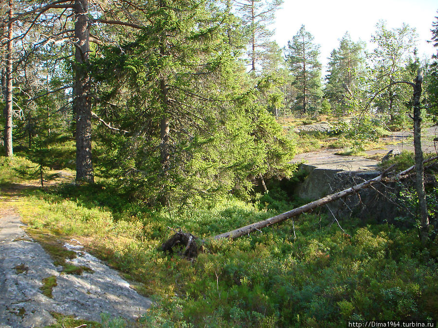 Сверкающая гладь озера Пиелинен (часть 2) Коли Национальный Парк, Финляндия