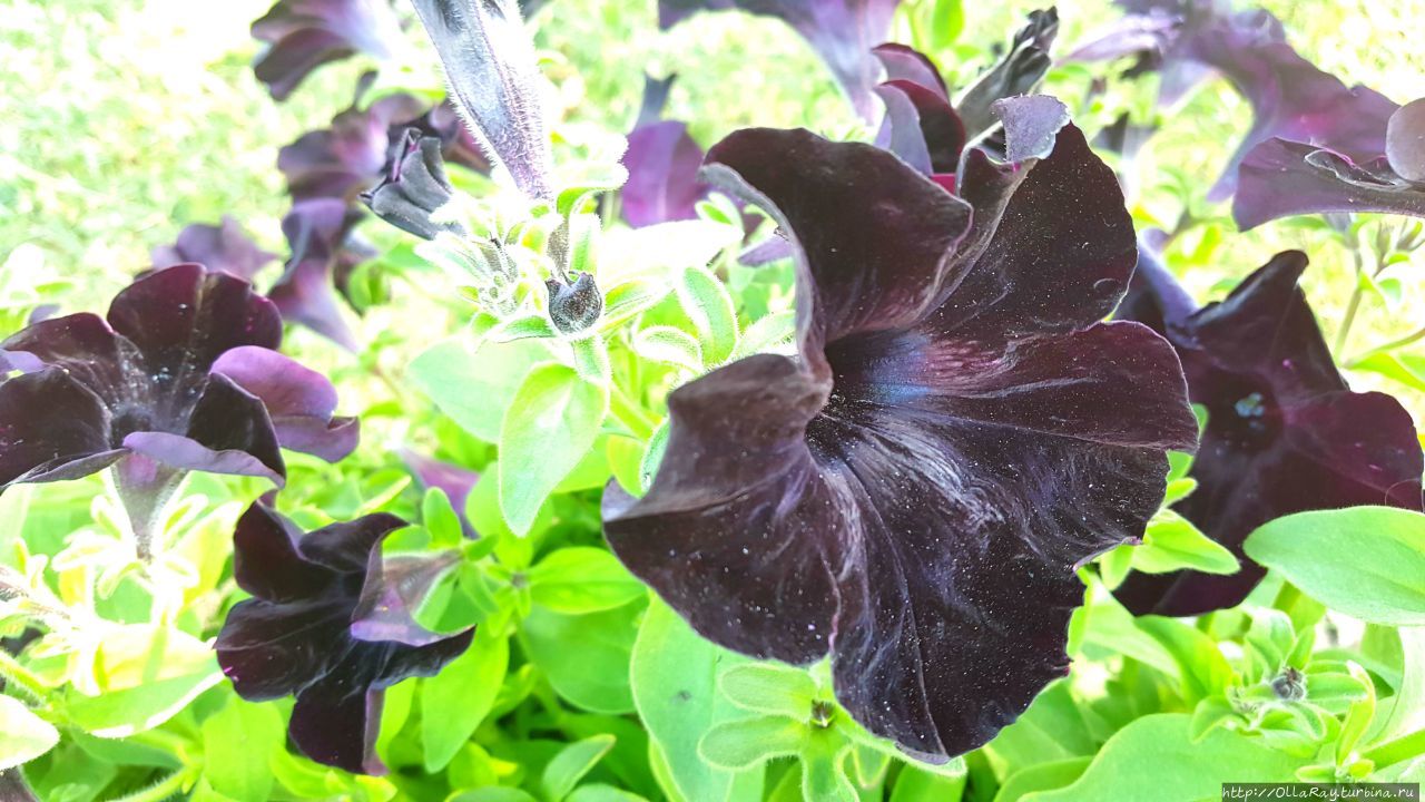 Опять бархатная петуния. Опять бархатная петуния.