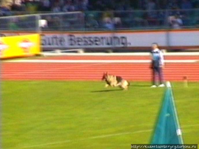 Первый день Зигера в Ульме. Проверка поведения. Германия