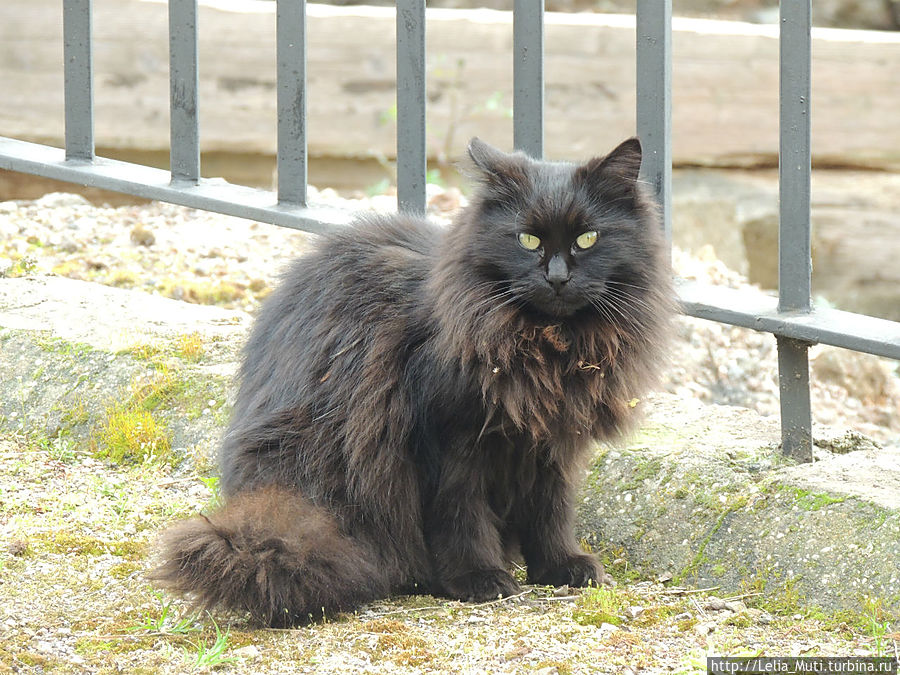 Усато-крылатые Рима Рим, Италия