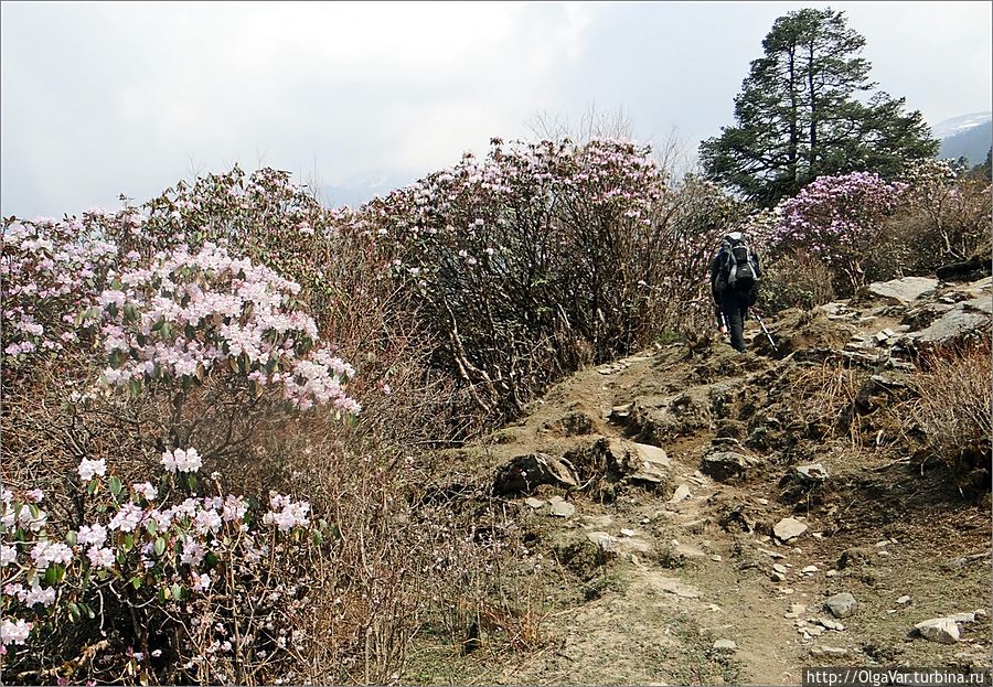 Вот она весна во всей красе. Тонкий аромат кружит голову, а, может, это высота... Кустарниковая зона вскоре сменится высоким сосновым лесом, в котором темно и местами уже виден снег... Госайкунд, Непал