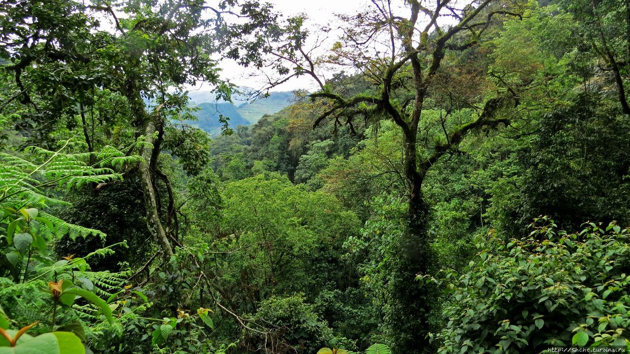 Непроходимый лес Бвинди / Bwindi Impenetrable National Park