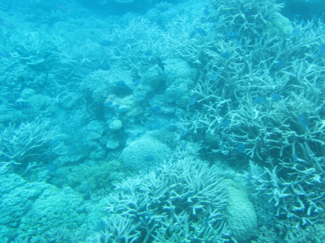 Риф Аджинкорт Большой Барьерный Риф, Австралия