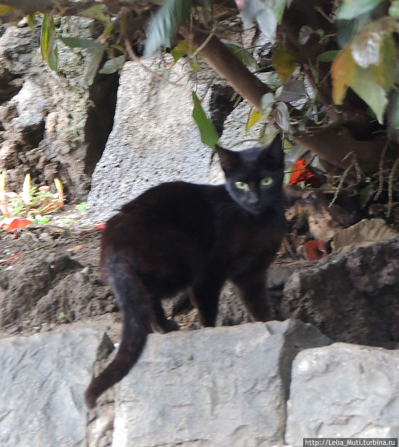 Если черный кот дорогу перейдет.... Регион Мадейра, Португалия