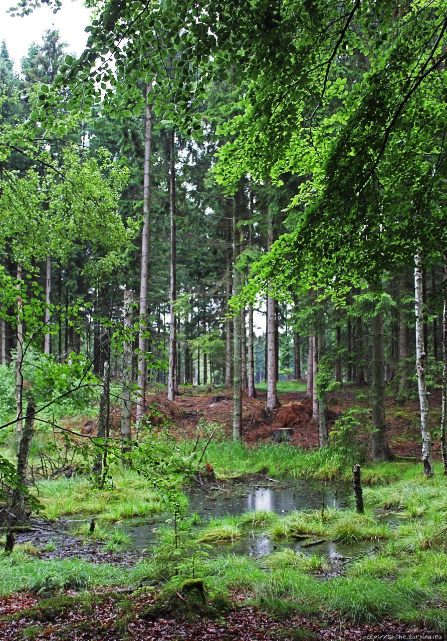 Большой Олений парк Стуре-Дирехаве лесопарк, Дания