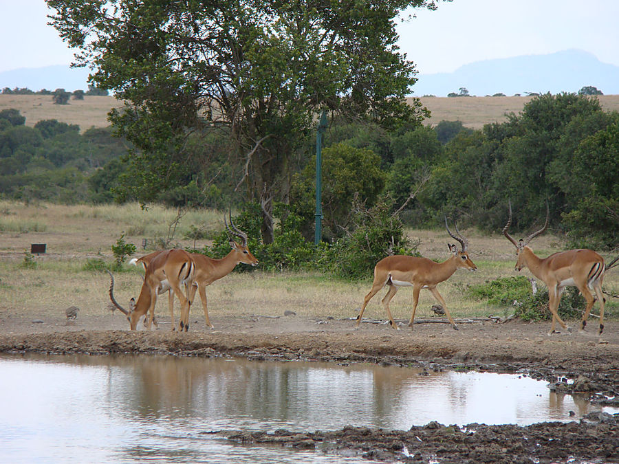 Первое сафари Национальный парк Абердэр, Кения