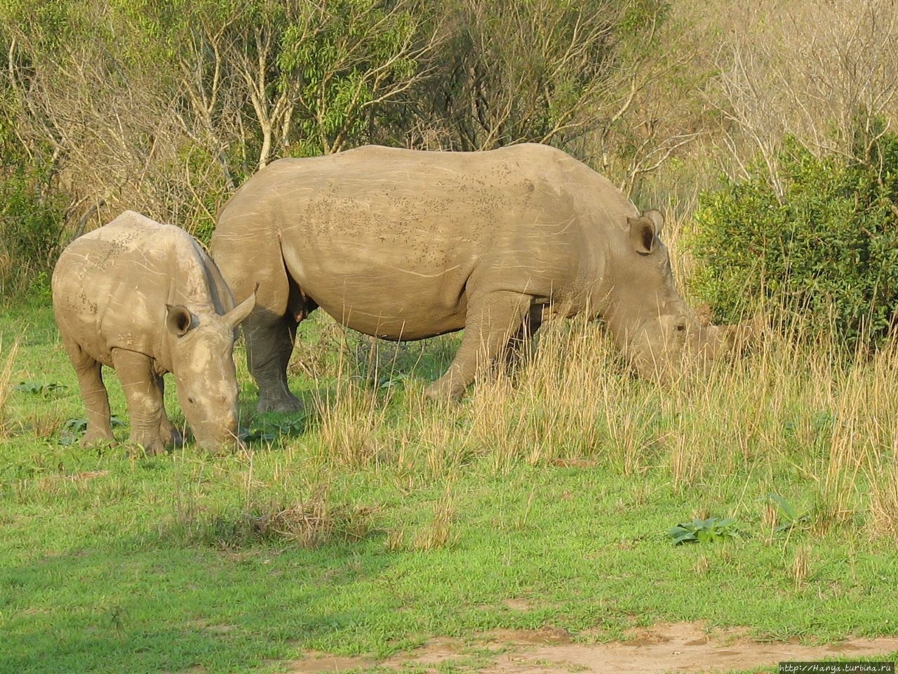 Парк Hluhluwe Imfolozi Game Reserve Шлушлуве-Умфолози Национальный Парк, ЮАР