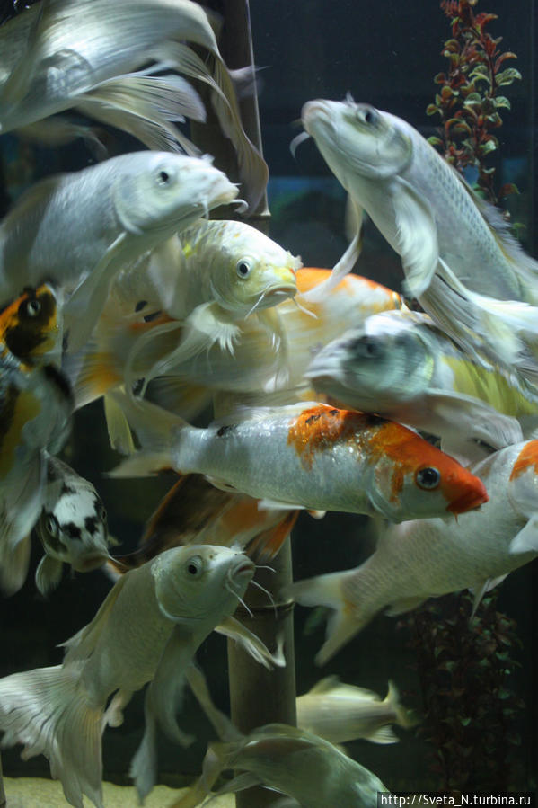 Рыбки из Алуштинского аквариума Республика Крым, Россия