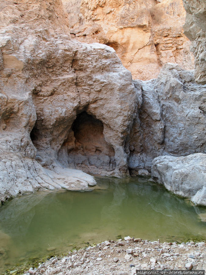В углублениях скал — небольшие дождевые водоемы. В них даже какая-то живность водится. Кумран, Израиль