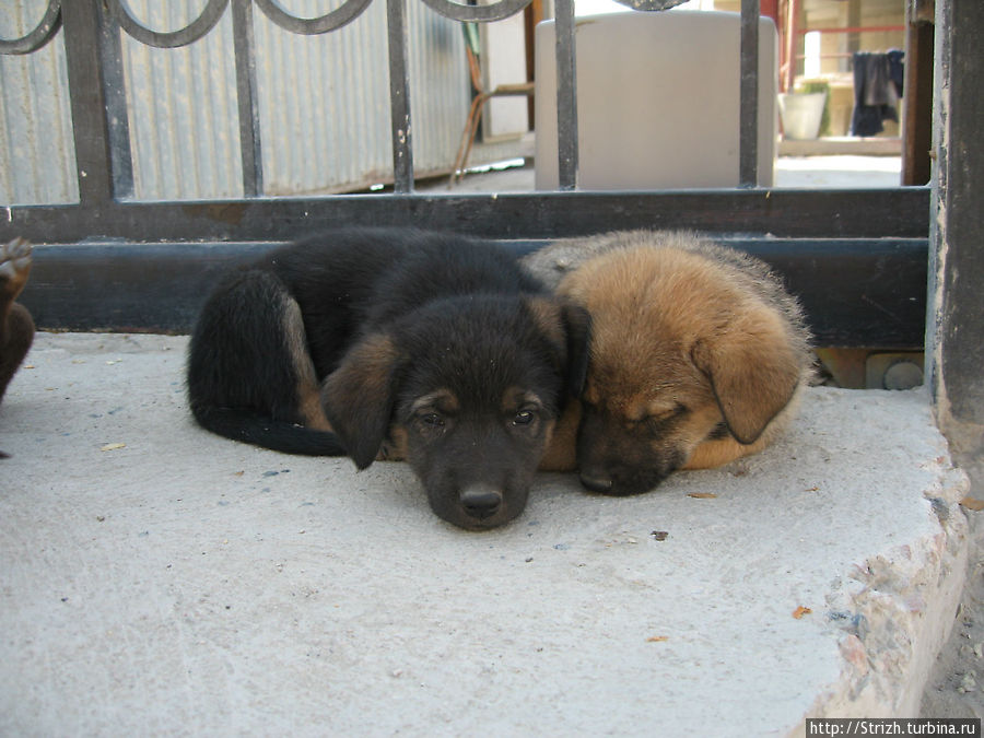 Клевые щенки в Ласпи Балаклава, Россия