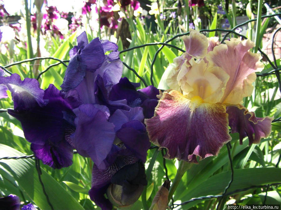 Новости ирисового сада — 2014 (1)