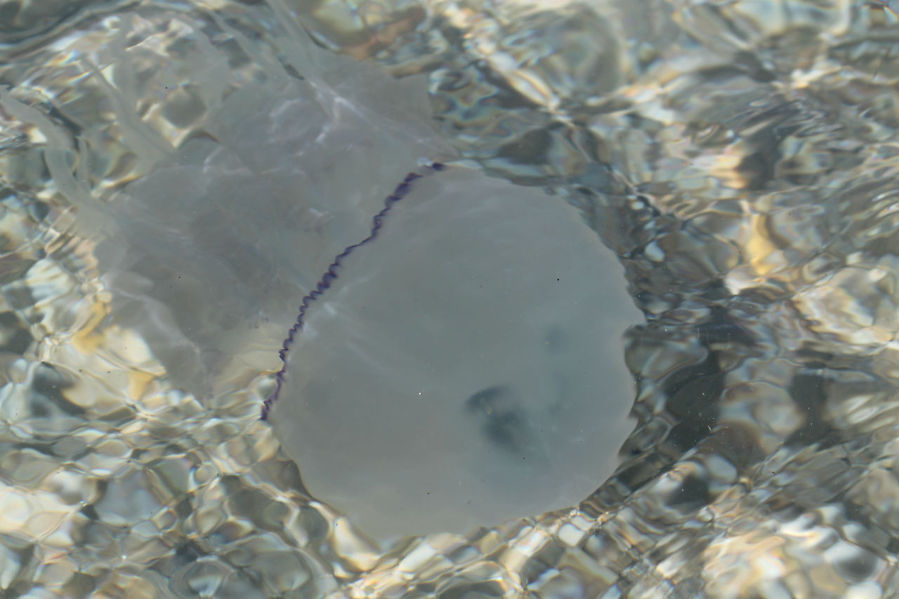 у берега медуз нет, эту транспортировали с глубины Евпатория, Россия