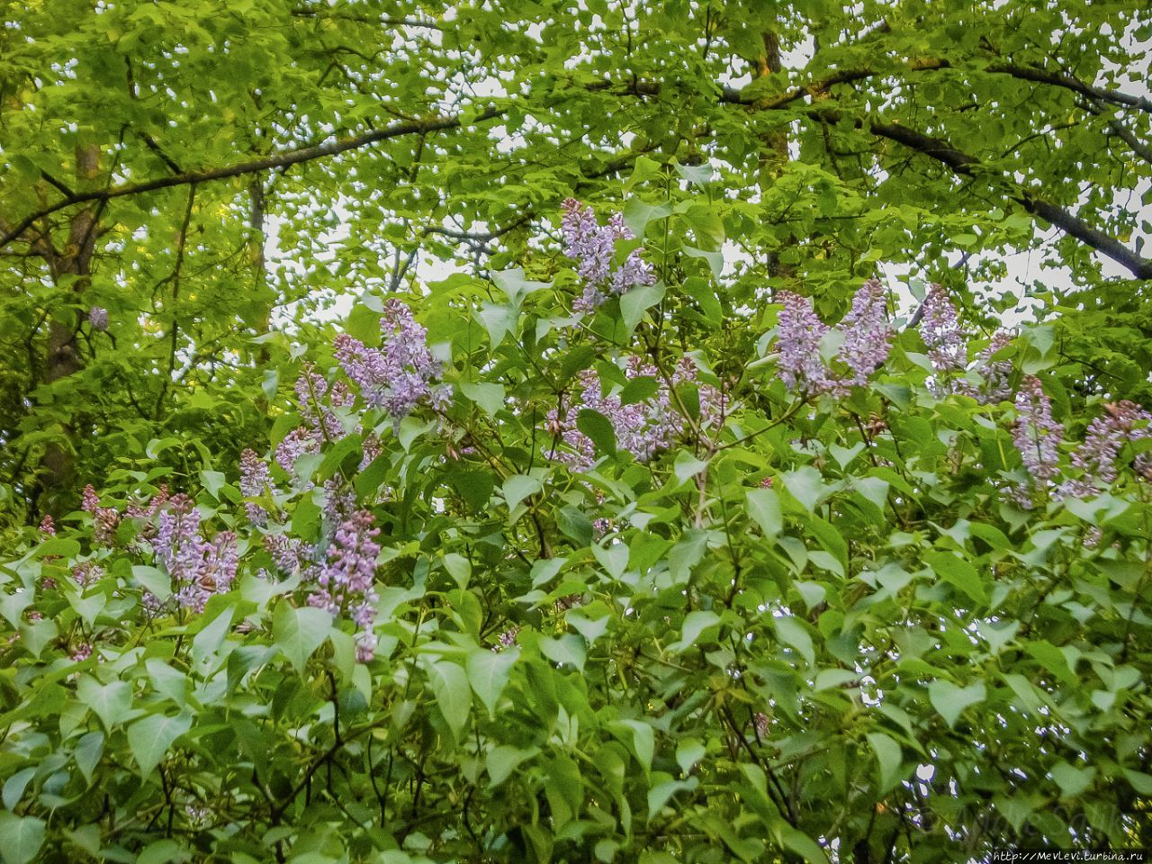 В Риге время цветения сирени Рига, Латвия