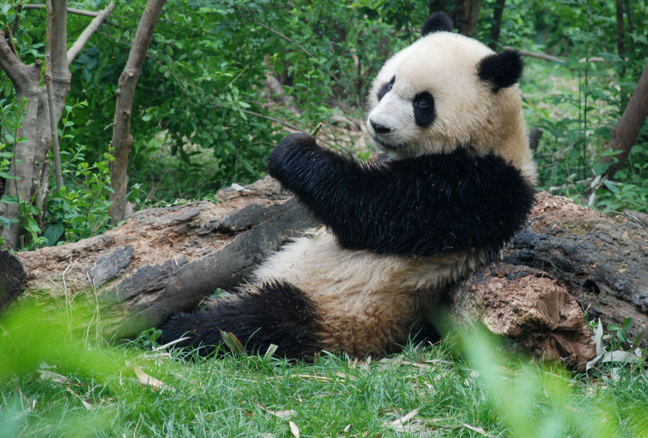 Воспоминания — Турбина 2011