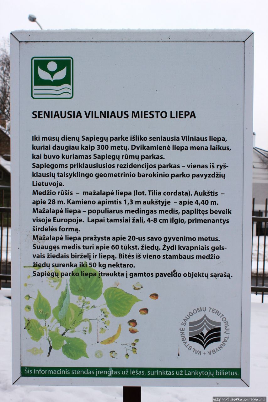 Старейшая Липа столицы Литвы Вильнюс, Литва