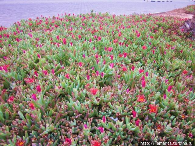 толстянка Свакопмунд, Намибия