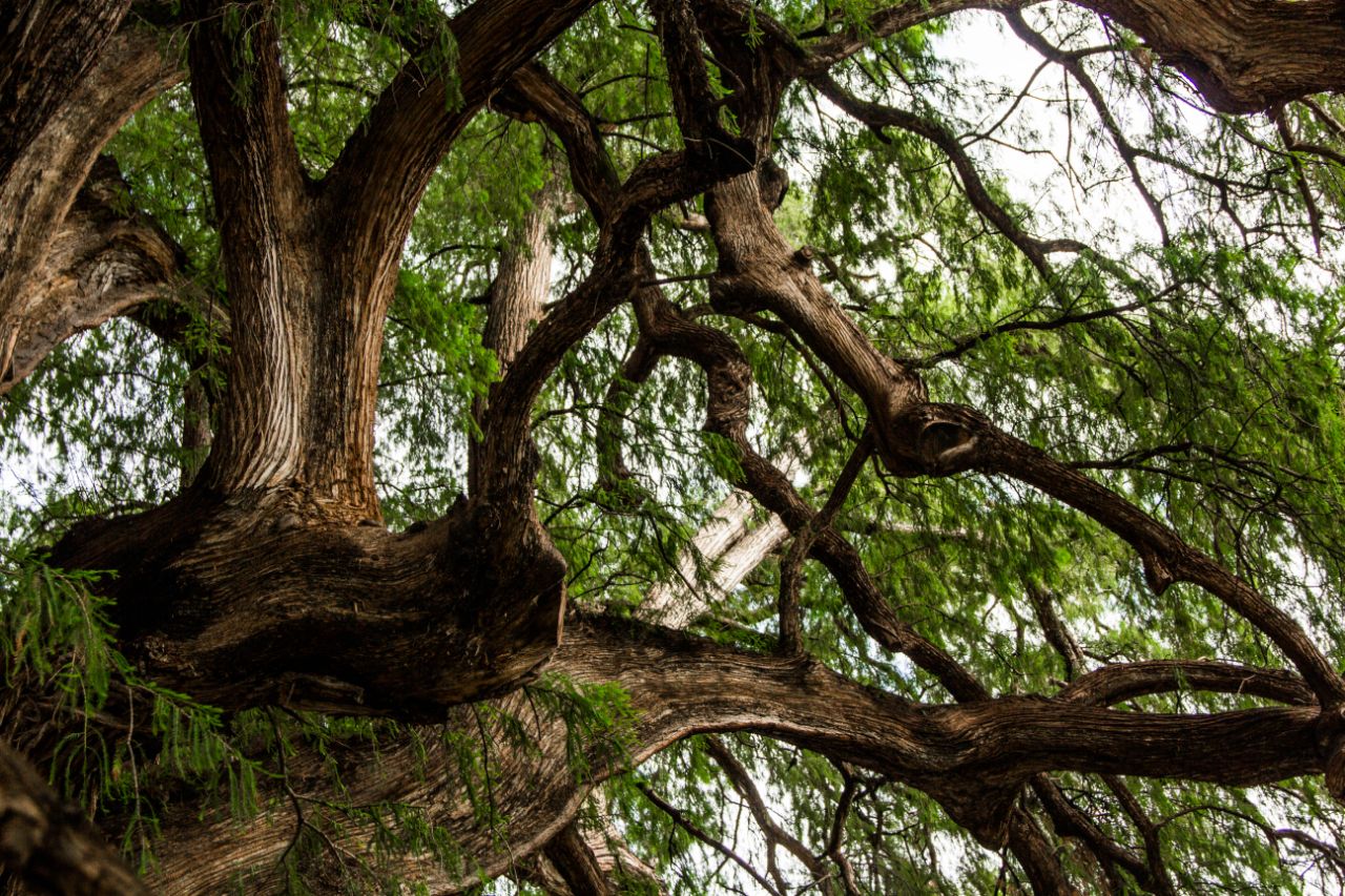 дерево Туле – El Árbol del Tule Санта-Мария-дель-Туле, Мексика