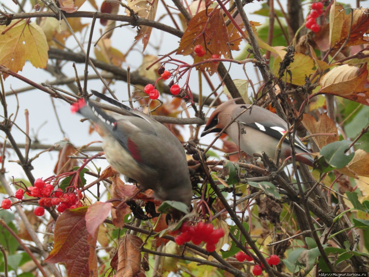 Прилетели свиристели. На калину сели. Прилетели свиристели. На калину сели.