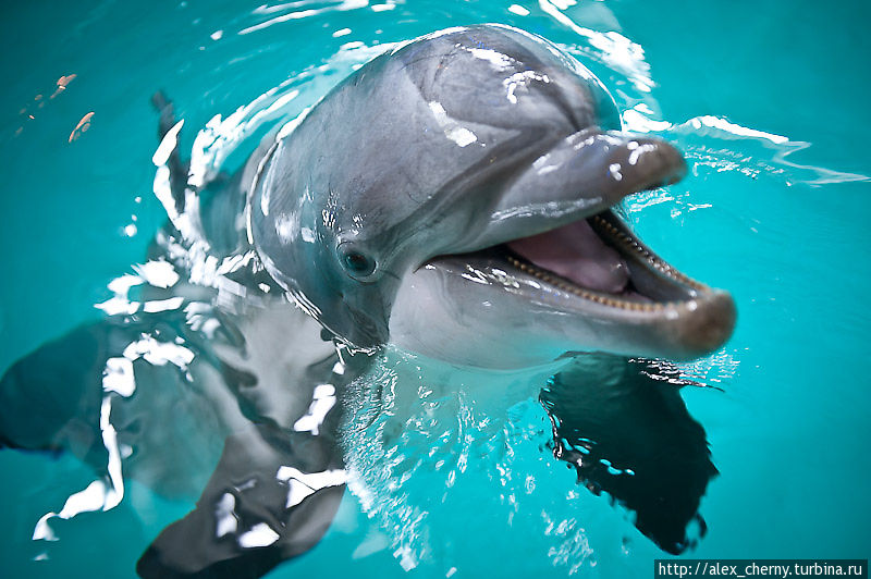 А вот ... или не она? чой-то все дельфины похожи друг на друга Тампере, Финляндия