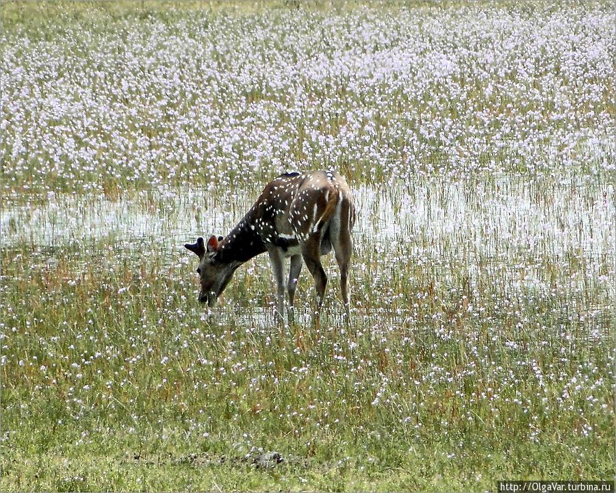 Четал – вид пятнистых оленей, обитающих на Шри-Ланке, в Индии, Непале. Название происходит от бенгальского слова «читрал», что означает «пятнистый». Уилпатту Национальный Парк, Шри-Ланка