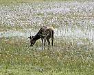 Четал – вид пятнистых оленей, обитающих на Шри-Ланке, в Индии, Непале. Название происходит от бенгальского слова «читрал», что означает «пятнистый».