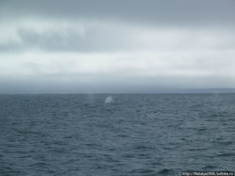 Показались фонтанчики китов Исландия