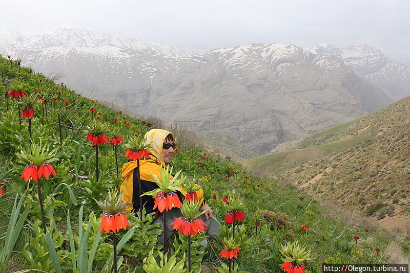 Среди цветов в горах Лорестана, куда ни глянь — красота!!! Хорремабад, Иран