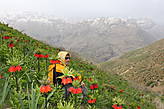 Среди цветов в горах Лорестана, куда ни глянь — красота!!!