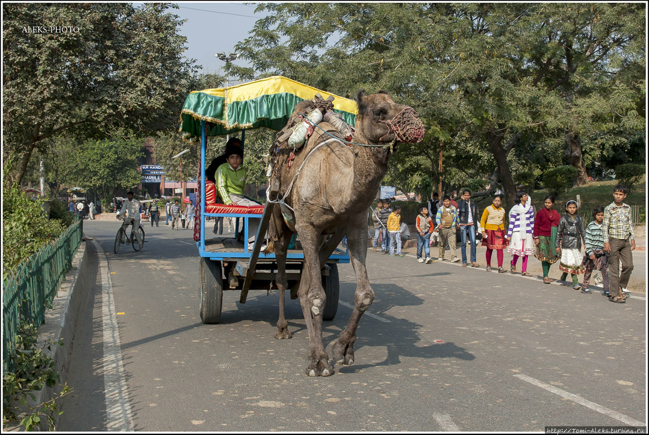 Верблюды на подступах к Мавзолею (Индийские Приключения ч55) Агра, Индия