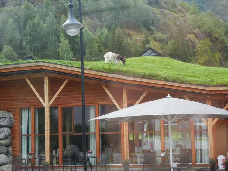 Живая коза на крыше Природного центра Берген, Норвегия