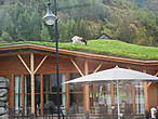 Живая коза на крыше Природного центра