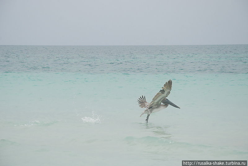 Гордо реет ... пеликан Варадеро, Куба