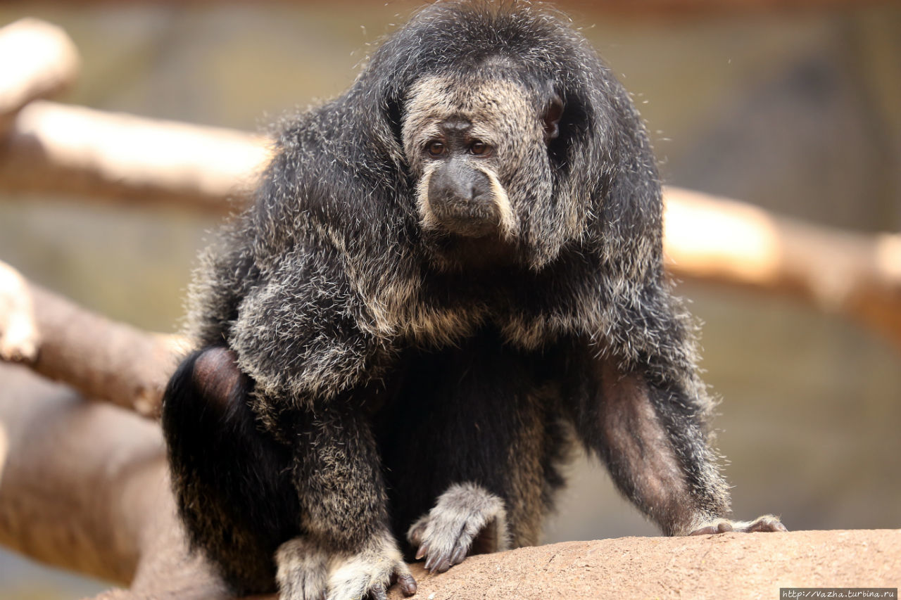 Зоопарк Лимы Лима, Перу