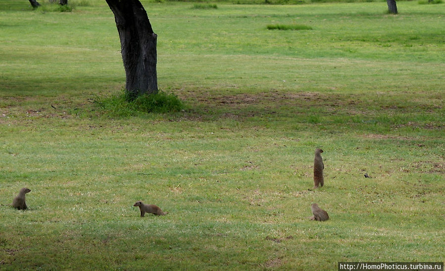 мангусты Этоша Национальный Парк, Намибия