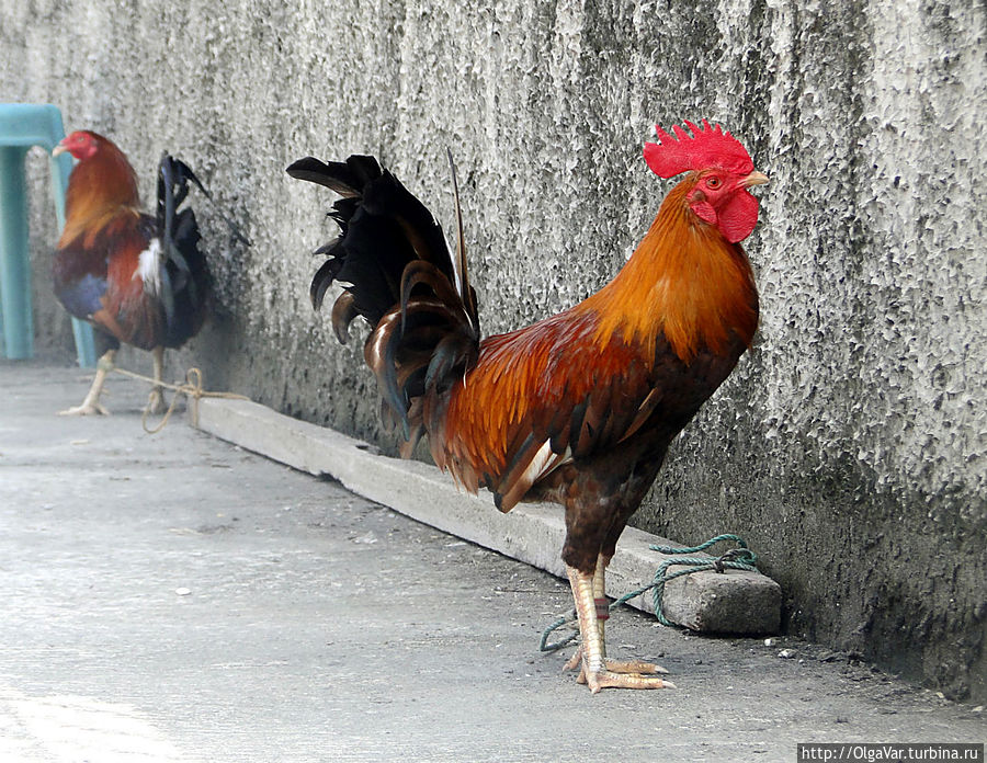 Здесь, как и повсюду на Филиппинах, этих птиц выращивают и содержат для петушиных боев. Разноцветные петушки в отличие от российских находятся на привязи.