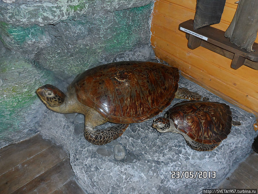Чучело морских черепах Башкортостан, Россия