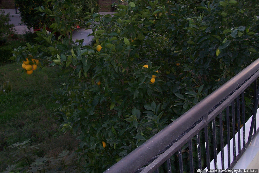 Вид с балкона на апельсины