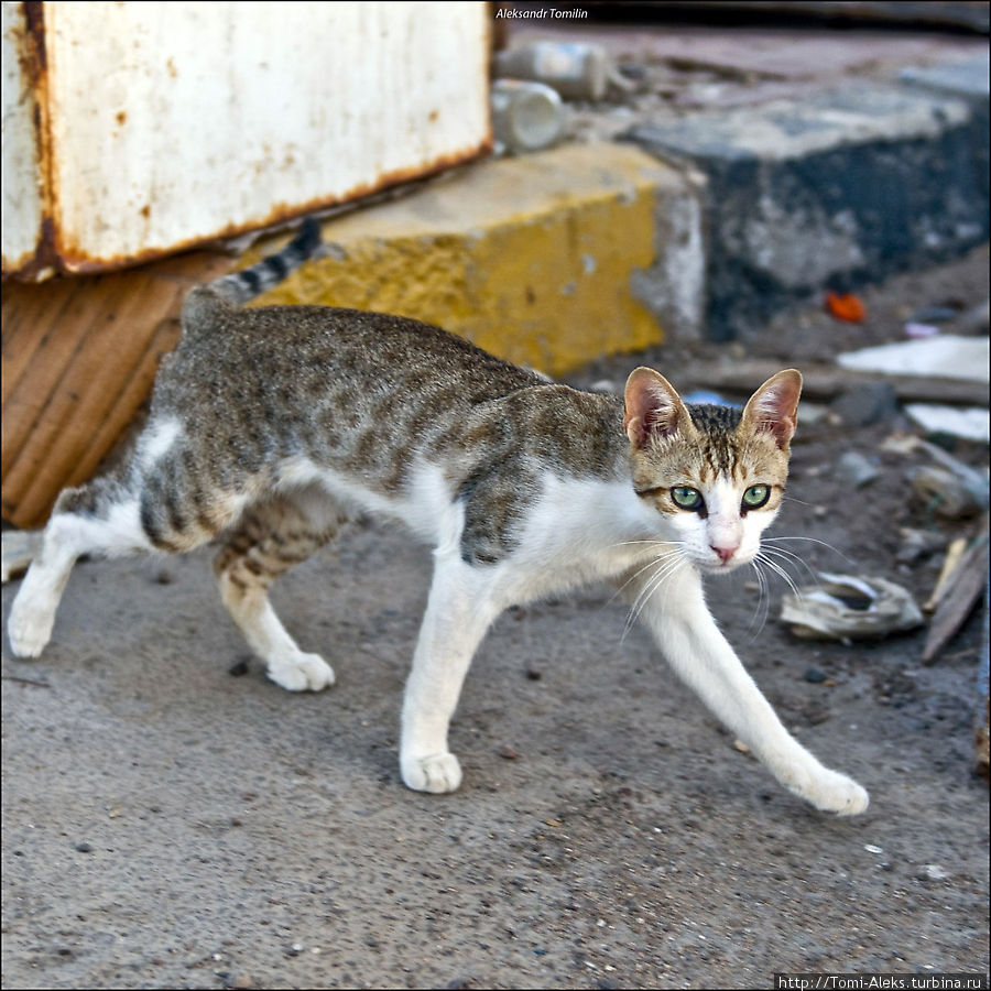 Вот одна из кошек — на рыбном рынке в Хургаде. Там всегда есть, чем поживиться. На самом рынке стояла удивительная вонь...
* Хургада, Египет