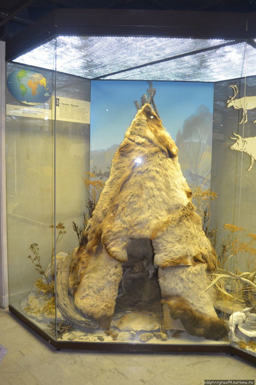 Государственный Дарвиновский музей Москва, Россия